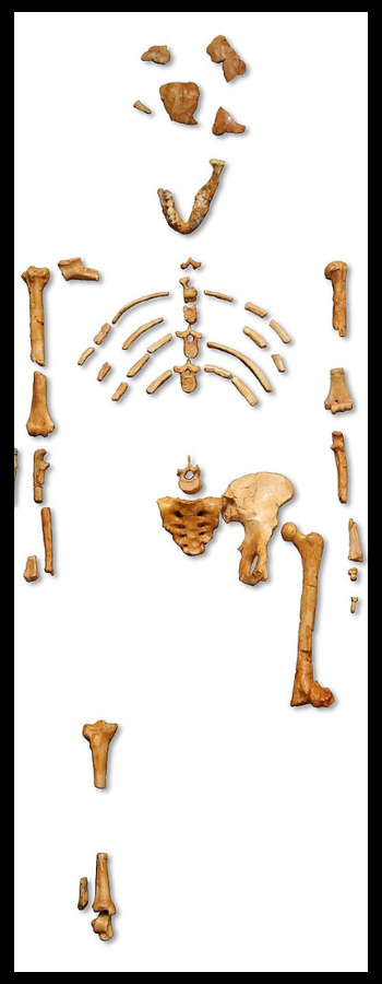 Famous fossil of "Lucy" (Australopithecus afarensis)